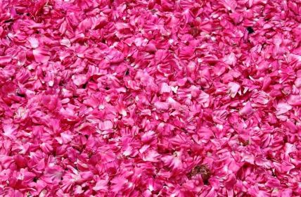 Rosenfest in El-Kelaa MGouna verknüpft Tradition, Kultur und (Foto: AdobeStock - alessandro0770 - 378190278)